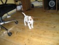 /album/fotogalerie-waka-waka-daisy/p1011725-jpg/